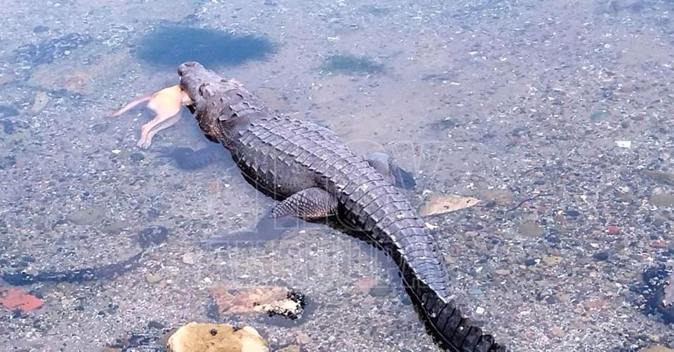 Hoy Tamaulipas - Tamaulipas Captan a cocodrilo devorando a un perrito en la  Laguna del Carpintero