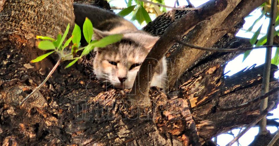 Gato al acecho 