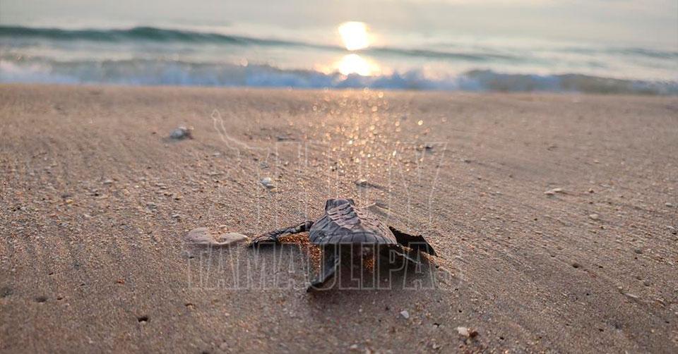 Tortuga lora