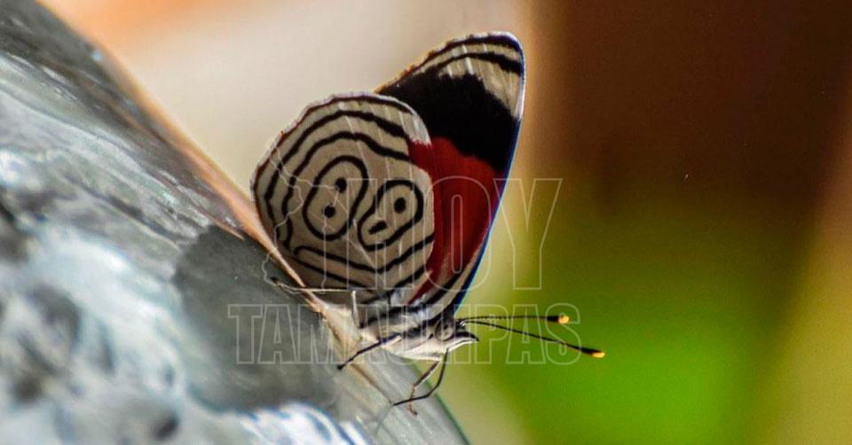 Diaethria anna comúnmente llamada “mariposa 88”