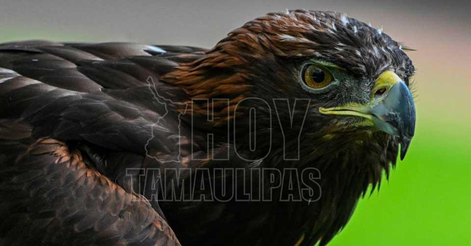  Majestuosidad al acecho