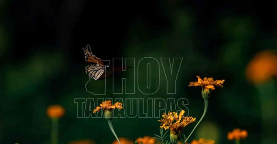 Entre alas y cempaschil