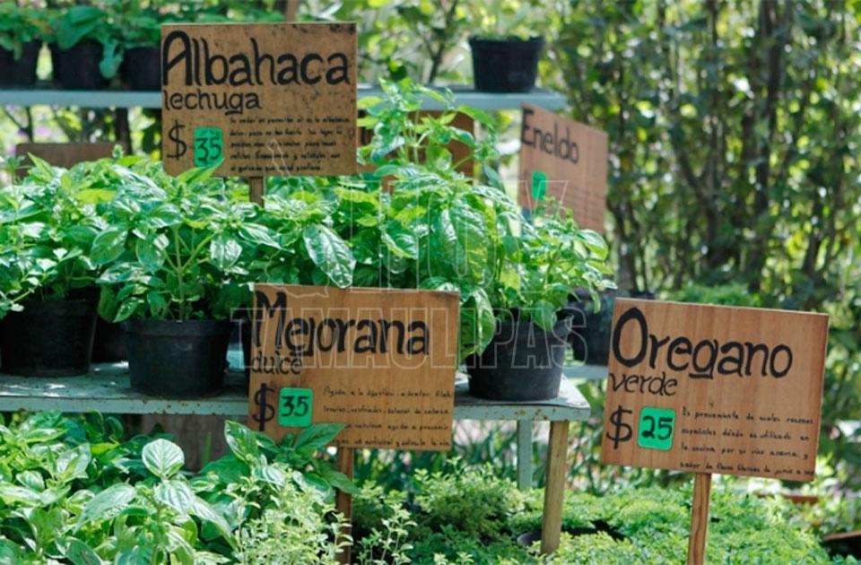 Hoy Tamaulipas Mexico cuenta con mas de tres mil plantas