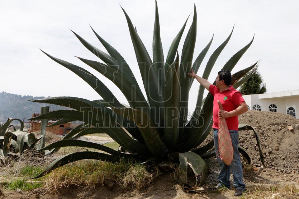 Agave pulquero, planta mexicana con propiedades únicas 