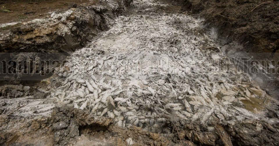 Muerte en el estero: colapso ambiental entre Tamaulipas y Veracruz