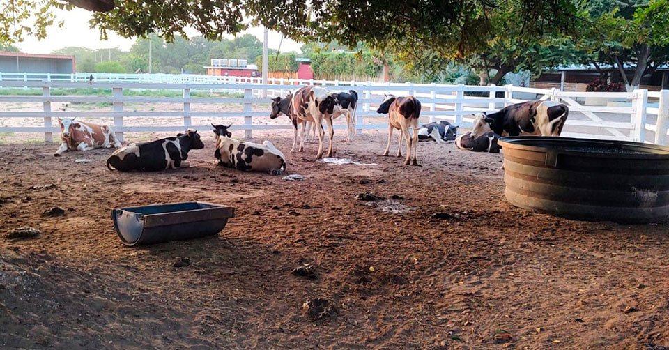 Golpe al huachicol en Tamaulipas: aseguran di�sel, armas y 135 animales ex�ticos