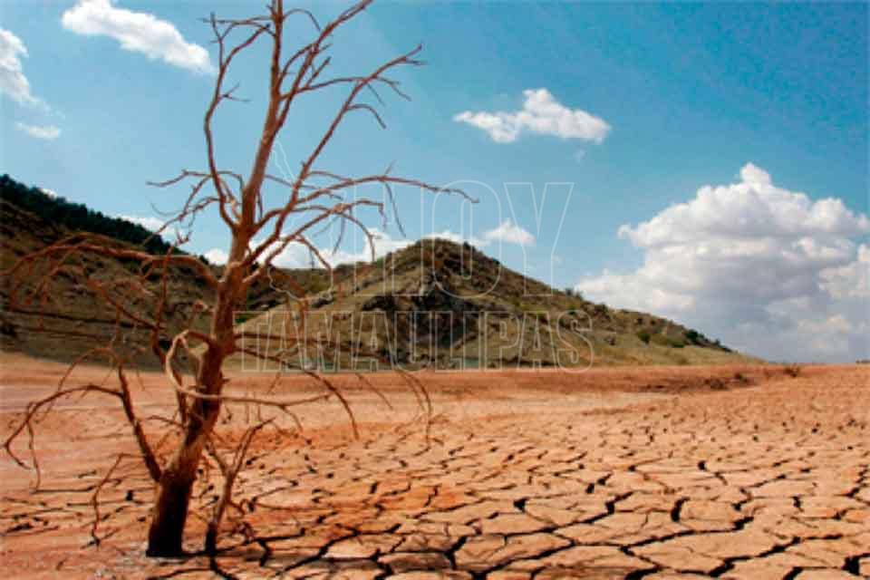 Hoy Tamaulipas Plantas de zonas aridas podrian adaptarse