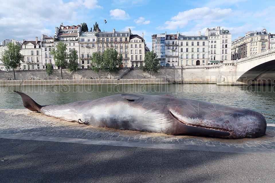 Ballena en Ribera del R�o Sena en Par�s