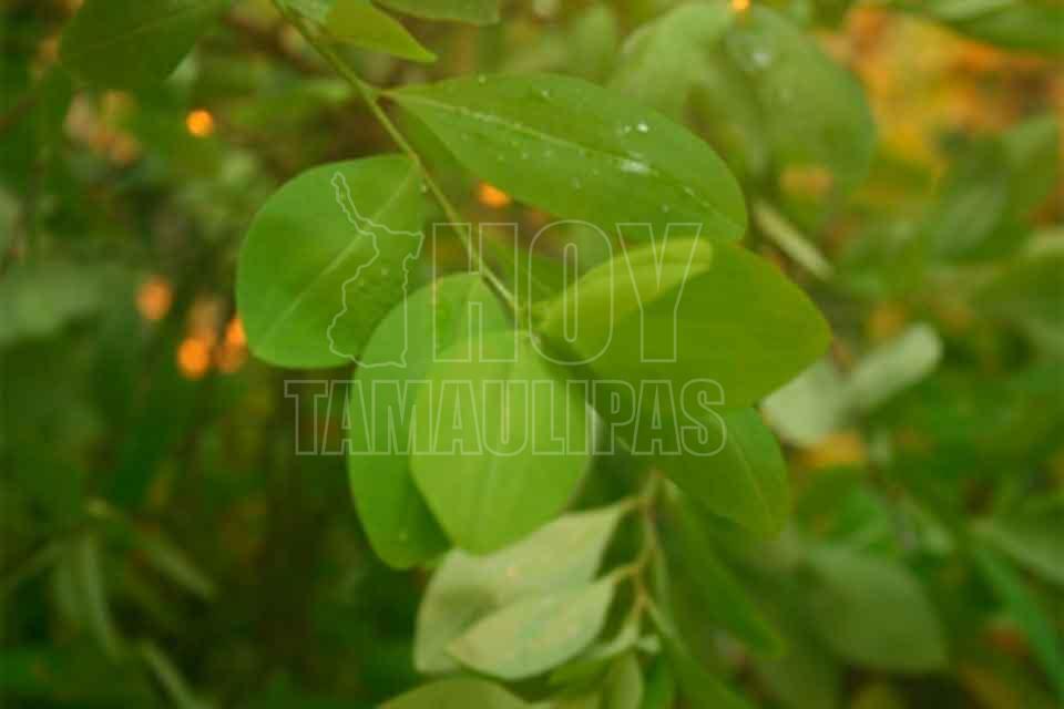 Hoy Tamaulipas Colombia reporta erradicacion de 30 mil hectareas de