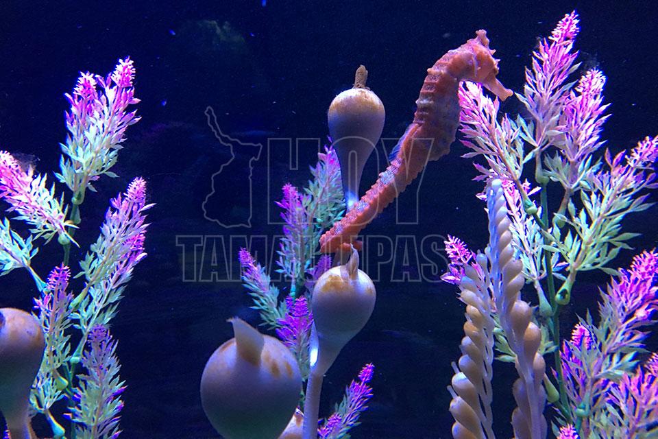 Acuario en el Zoológico Guadalajara