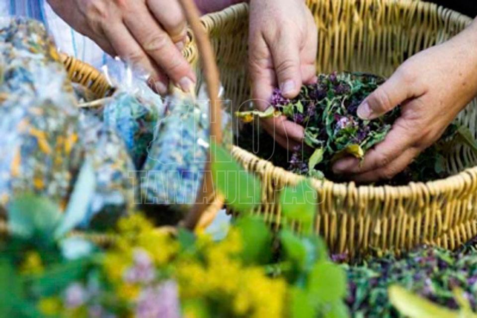 Hoy Tamaulipas Medicina tradicional como devolver la salud con practicas ancestrales