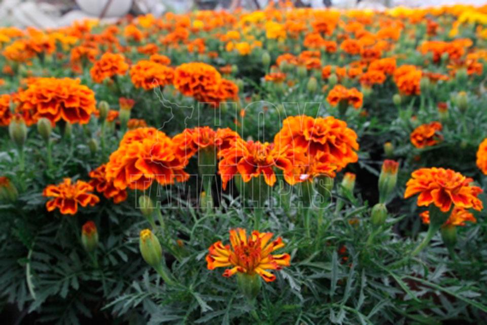 Hoy Tamaulipas - Flor de cempasuchil un elemento de vida y color en Dia de Muertos Hoy Tamaulipas - Flor de cempasuchil un elemento de vida y color en Dia de Muertos
